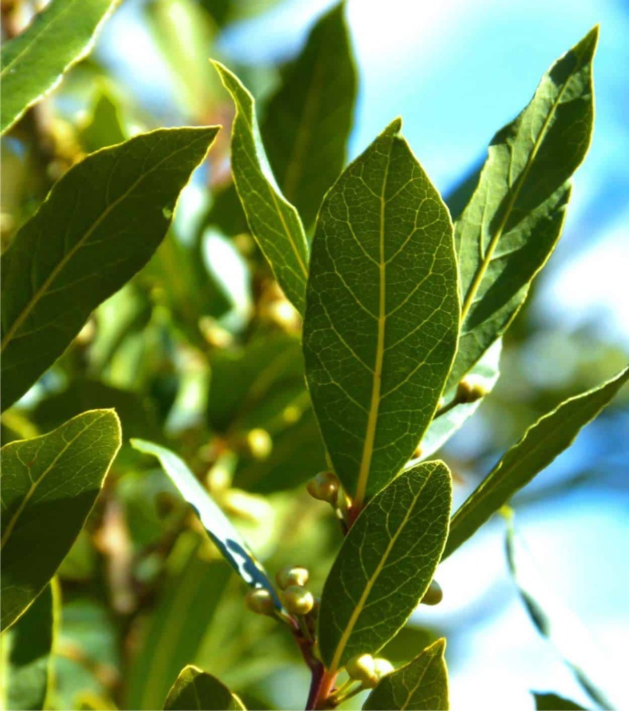 Defne Yaprağı