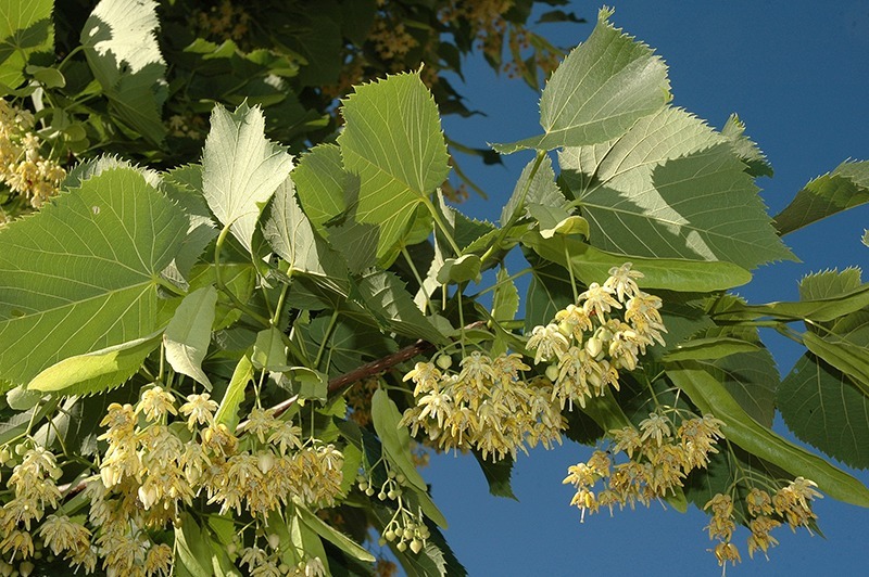  Ihlamur
