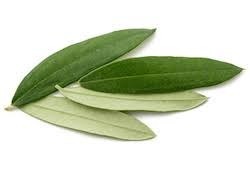 Zeytin Yaprağı 